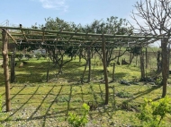 Продается частный дом с земельным участком в Дарчели, Грузия. Ореховый сад. Фото 5