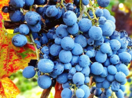 Виноградники в Кахетия, Грузия. Сорт винограда: "Ркацители". "Саперави".  Фото 1