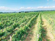 Виноградники в Кахетия, Грузия. Сорт винограда: "Ркацители". "Саперави".  Фото 3