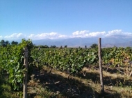 Land with vineyard, Rkatsiteli grape, in Kakheti, Georgia. Photo 1