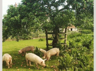 Land parcel, Ground area for sale in the suburbs of Kutaisi, Georgia. Livestock farm Photo 1