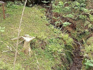 House for sale with a plot of land in Bobokvati, Georgia. Natural spring. Near the river. Sea view. Photo 4
