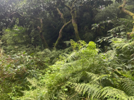 Land parcel, Ground area for sale at the seaside of Green Cape, Georgia.  Photo 3