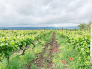 Vineyards in Kakheti, Georgia. Grape variety: "Rkatsiteli". "Saperavi". Photo 2