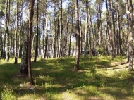 Land parcel for sale at the seaside of Shekvetili, Georgia. Photo 2