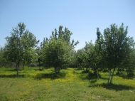 Farm with land and an orchard in Samtredia, Georgia. Photo 6