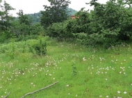 Not far from Batumi, a plot of land with a walnut garden is for sale. Photo 1