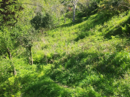 Дом с участком в Хелвачаури. Дом с мандариновым и фруктовим садом в Хелвачаури, Грузия. Фото 5