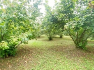 Land parcel, Ground area for sale in a resort district of Chakvi, Georgia. Walnut garden. Photo 3