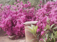 Продается деревянный домик. Купить дом с земельным участком в пригороде Самтредиа, Грузия. Фото 8