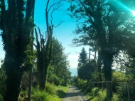 Land parcel, Ground area for sale at the seaside of Green Cape, Georgia. Land with sea view. Photo 3