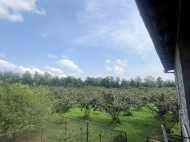 Купить дом с земельным участком в пригороде Самтредиа, Грузия. Фруктовый сад. Ореховый сад. Фото 10