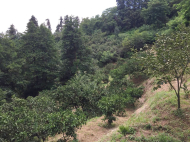 მიწის ნაკვეთი კურორტულ ზონაში მახინჯაურში, საქართველო. ფოტო 3