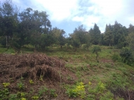 In the surroundings of Batumi, the land plot is sold Photo 12
