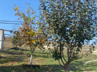 Land parcel, Ground area for sale in Kaspi, Georgia. Walnut garden. Photo 17