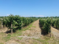 Ground area for sale at the seaside of Anaklia, Georgia. Resort area. Near the river. Photo 2