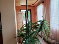House for sale with a plot of land in the suburbs of Ozurgeti, Georgia. Orchard. Walnut garden. Near the river. Photo 16