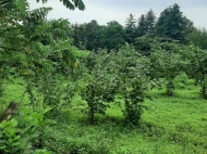 Ground area for sale in a resort district of Chakvi, Georgia. Walnut garden. Photo 2