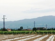 Купить земельный участок в Телави, Кахетии, Грузия. Фото 1