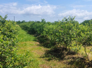 Ground area for sale at the seaside of Anaklia, Georgia. Resort area. Near the river. Photo 3