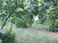Not far from Batumi, a plot of land with a walnut garden is for sale. Photo 7