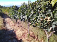 Land with vineyard, Saperavi grape in Kakheti, Georgia. Photo 2