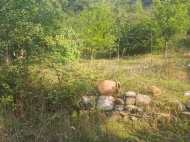 Land parcel, Ground area for sale in a resort district of Borjomi, Georgia. Photo 3