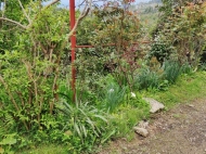 Land parcel, Ground area for sale in Makhinjauri, Georgia. Tangerine garden, Orchard. Photo 3