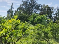 Land parcel, Ground area for sale in Mukhaestate, Georgia. Tangerine garden. Photo 3