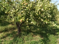 Land parcel, Ground area for sale in the suburbs of Gori, Georgia. Photo 5