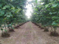 Walnut garden. An existing agricultural complex for sale. Zugdidi, Georgia. Photo 2