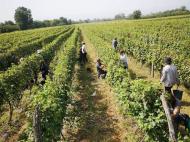 Land with vineyard, Saperavi grape, in Kakheti, Georgia. Photo 2