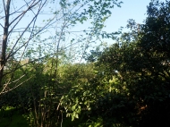 Земельный участок в Батуми с мандариновым садом Фото 4