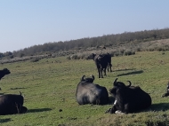 Land with a livestock farm in Lanchkhuti, Georgia. Photo 3