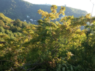 Продается земельный участок у моря в Квариати, Грузия. Вид на море. Фото 10