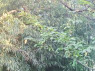 Продается деревянный домик. Купить дом с земельным участком в пригороде Самтредиа, Грузия. Фото 9