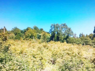 House for sale with a plot of land in Shroma, Georgia. Tangerine garden, Orchard. Walnut garden. Near the river. Photo 4