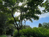 Land parcel, Ground area for sale in a resort district of Chakvi, Sachino. Photo 5