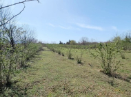 Land parcel, Ground area for sale in the suburbs of Ozurgeti. Georgia. Near the river. Photo 2