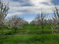 An existing agricultural complex for sale. Orchard. Walnut garden. in the suburbs of Marneuli, Georgia. Photo 2