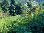 Land parcel, Ground area for sale in the suburbs of Batumi. Saliʙauri. Photo 7