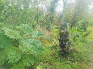 Купить частный дом с земельным участком в Натанеби, Грузия. Фото 24