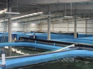 Fish farm in Batumi, Adjara, Georgia.  A sturgeon and salmon family fish farm is for sale. Photo 2