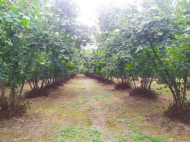 Walnut garden. An existing agricultural complex for sale. Zugdidi, Georgia. Photo 3