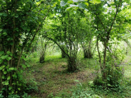 House for sale with a plot of land in the suburbs of Senaki, Georgia. Near the river. Photo 4