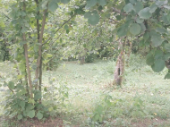 ყიდვა კერძო სახლის მიწის ნაკვეთით ქალაქგარეთ ლანჩხუთი, საქართველო. ხილის ბაღი. თხილის ბაღი. ფოტო 3