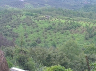 სათხილე ფოტო 2