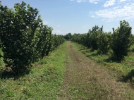 Zugdidi district, village. is fenced in one space with 46 hectares of 14,000 roots with 5-year-old Italian varieties of nuts. Electricity + water. This year we got the first harvest. Photo 5