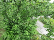 Not far from Batumi, a plot of land with a walnut garden is for sale. Photo 3