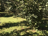 Продается земельный участок в Какути, Грузия. Ореховый сад. Фото 1